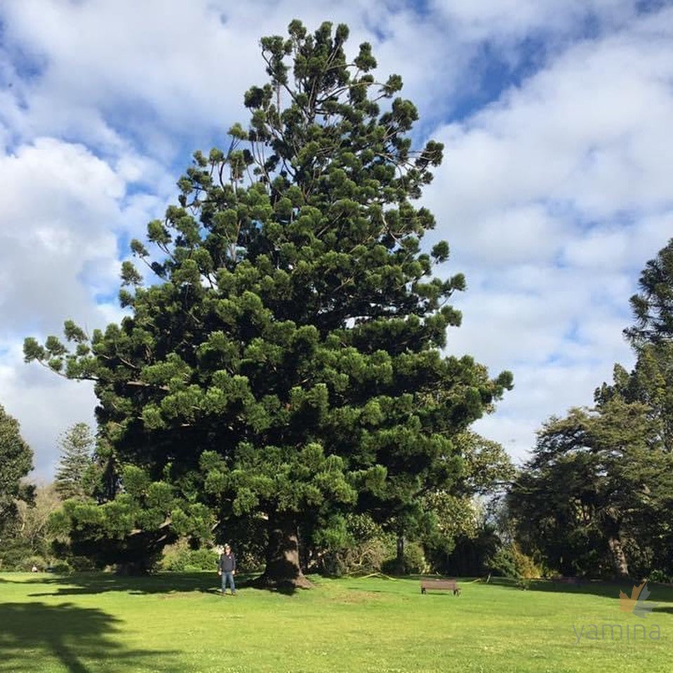 Araucaria cunninghamii (Hoop Pine) 1