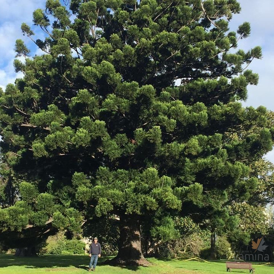 Araucaria cunninghamii (Hoop Pine) 2
