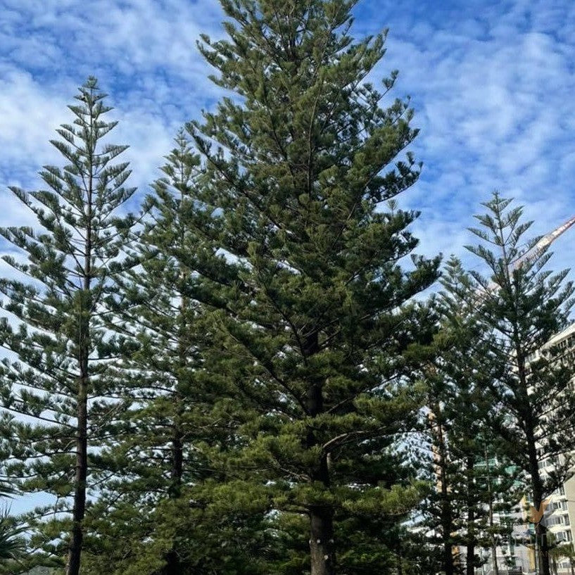 Araucaria heterophylla 'Norfolk Island Pine' 1