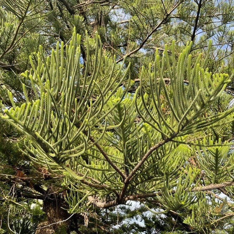 Araucaria heterophylla 'Norfolk Island Pine' 2