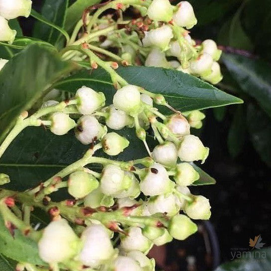 Arbutus canariensis 4