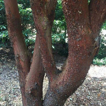 Arbutus canariensis 5