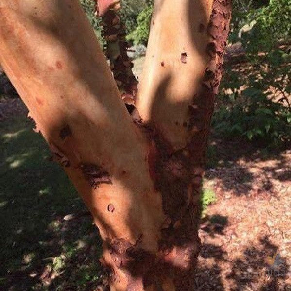 Arbutus glandulosa 1