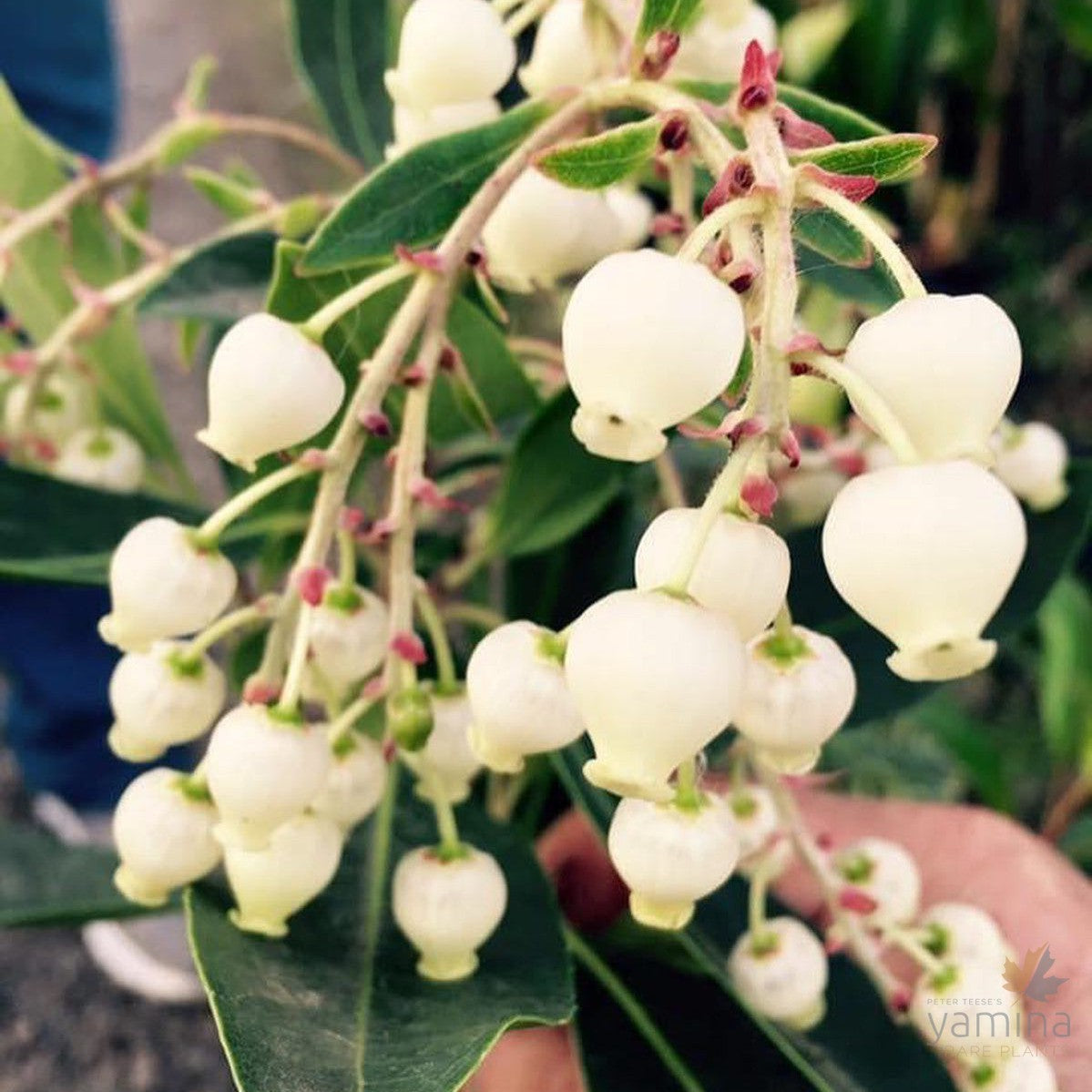 Arbutus glandulosa 2