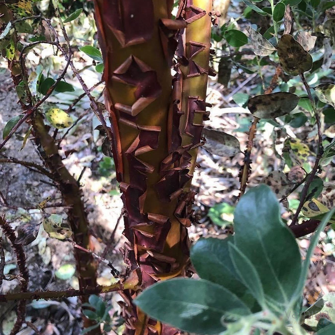 Arctostaphylos manzanita St Helens 1