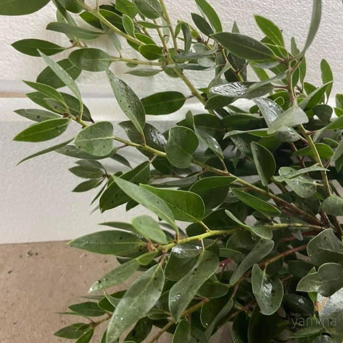 Arctostaphylos manzanita St Helens 2