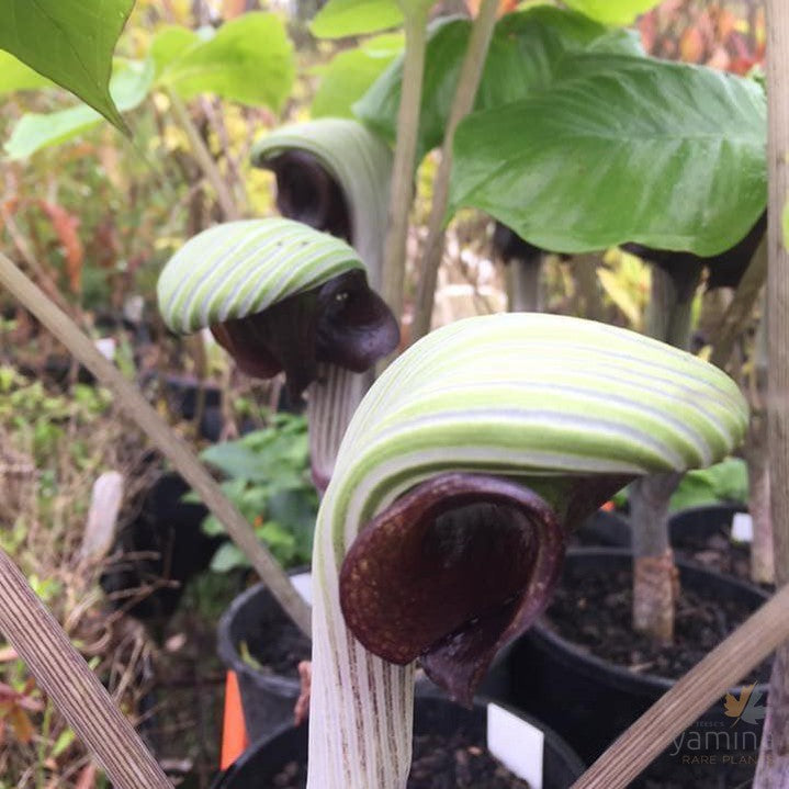 Arisaema ringens 3