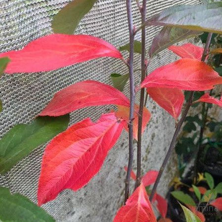 Aronia arbutifolia 1