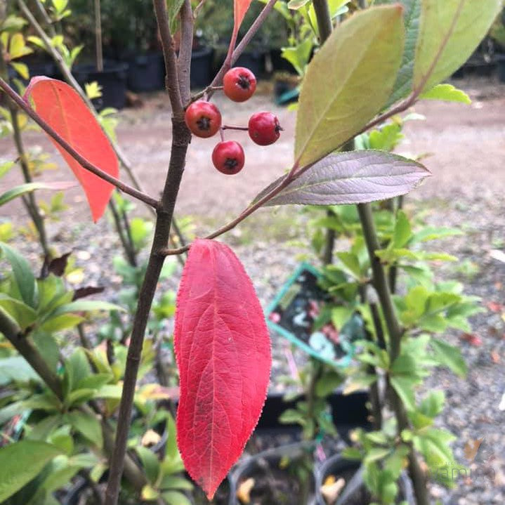 Aronia arbutifolia 2