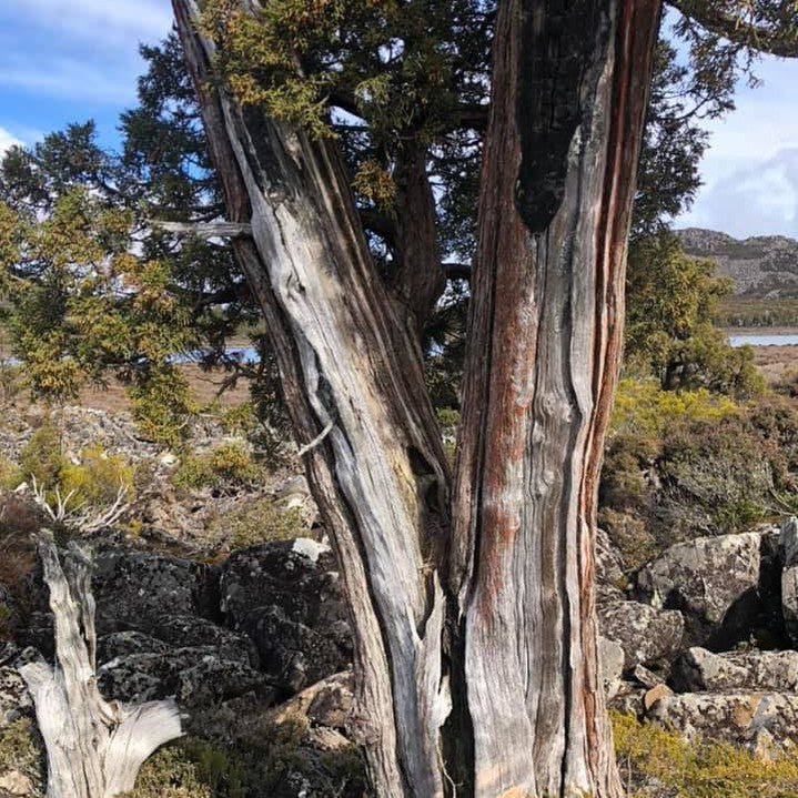 Athrotaxus cupressoides 3