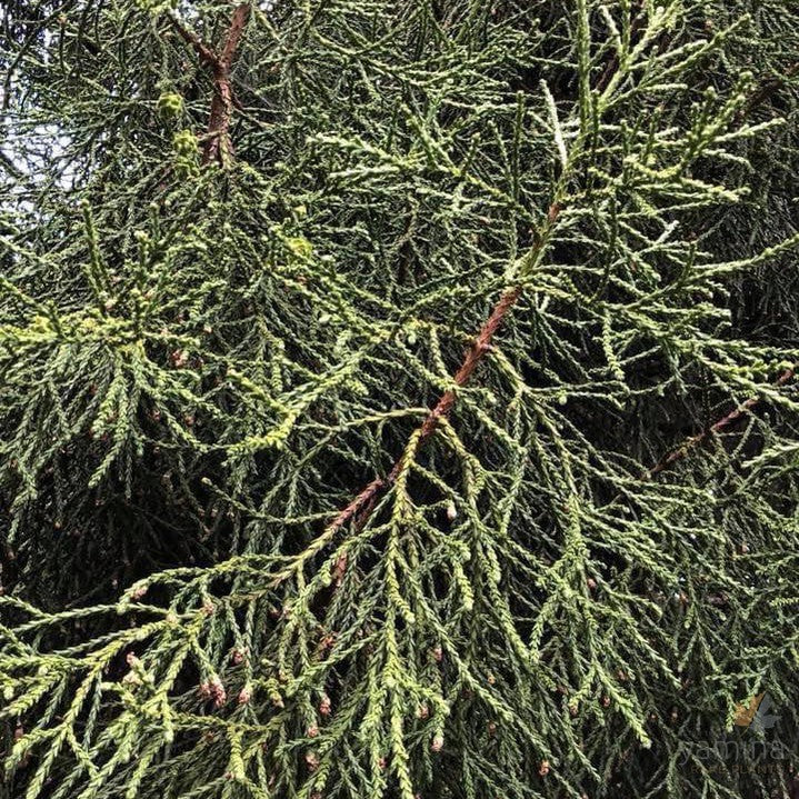 Athrotaxus laxifolia 2