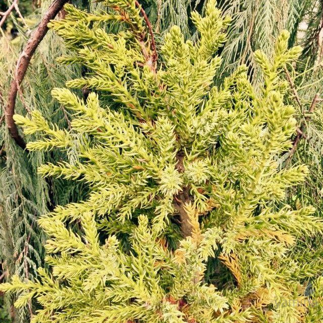 Athrotaxus selaginoides