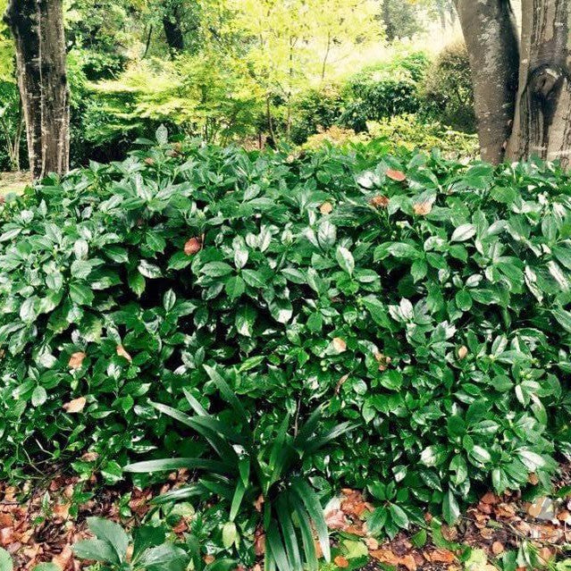 Aucuba japonica 'Rozannie' 3