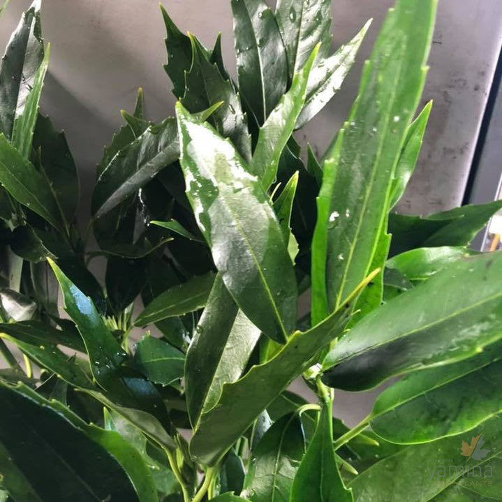 Aucuba japonica var borealis Honshu 3