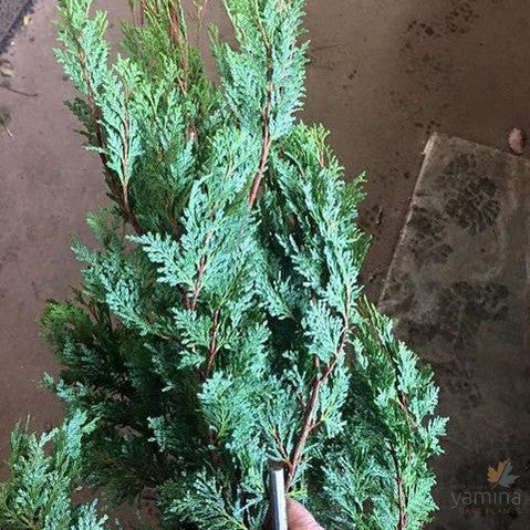 Austrocedrus chilensis 1