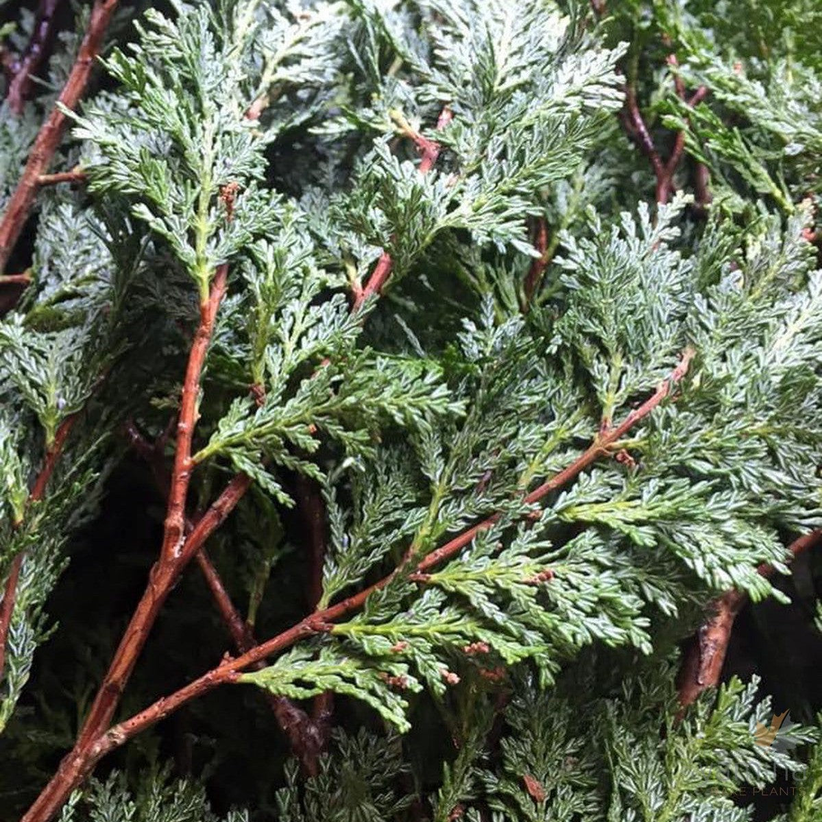 Austrocedrus chilensis 2