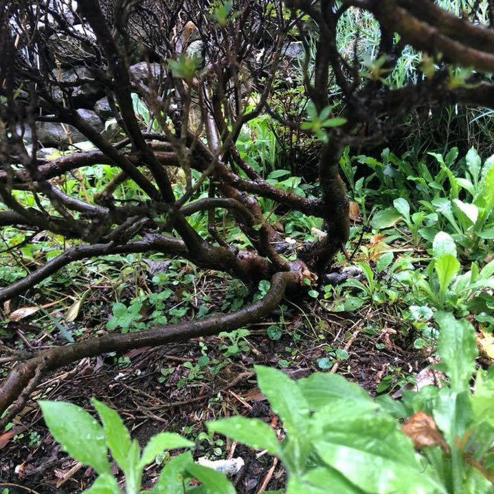 Azalea Shoh Kinzan 3