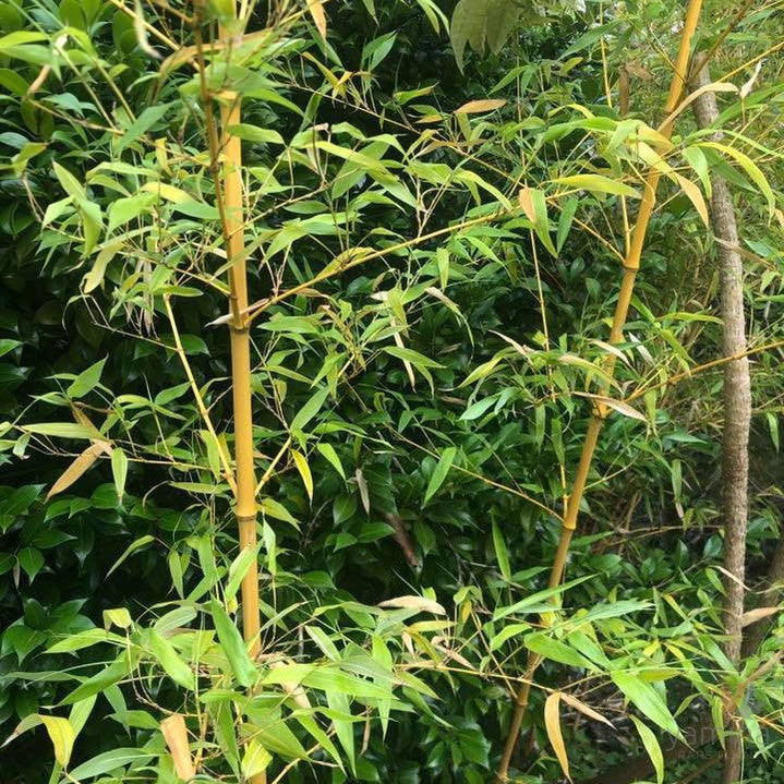 Bambusa vulgaris Vittata (Painted bamboo) 2