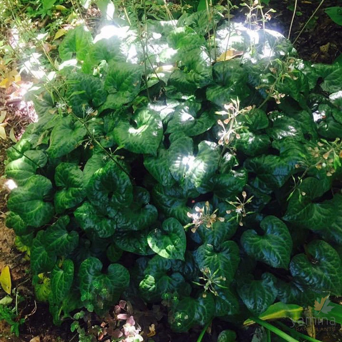 Beesia calthifolia 2