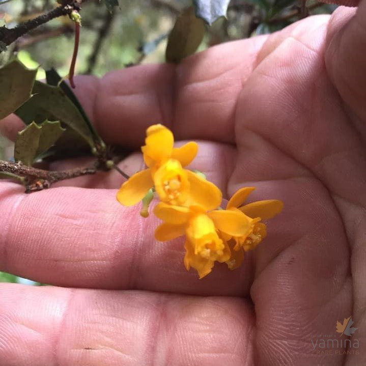 Berberis darwinii 1