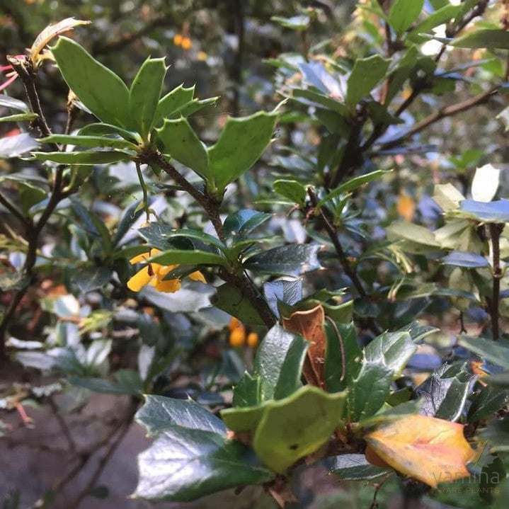 Berberis darwinii 3