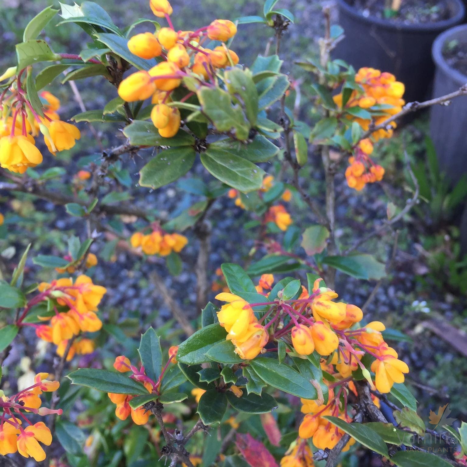 Berberis darwinii 4
