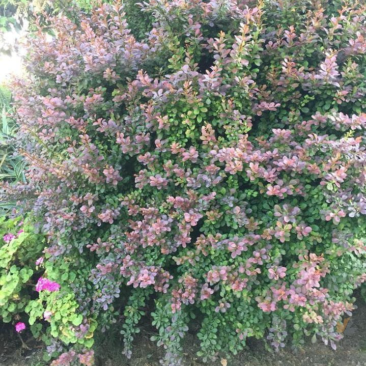 Berberis thunbergii Atropurpureum 3