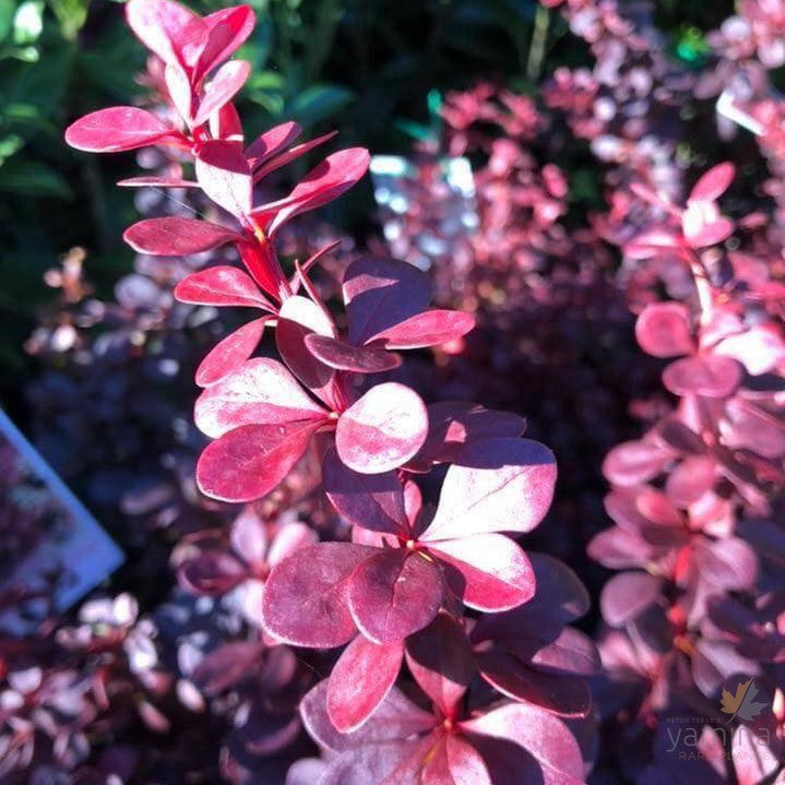 Berberis thunbergii Atropurpureum 4
