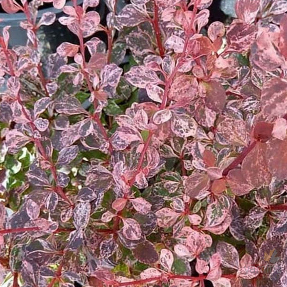 Berberis thunbergii Rose Glow 3
