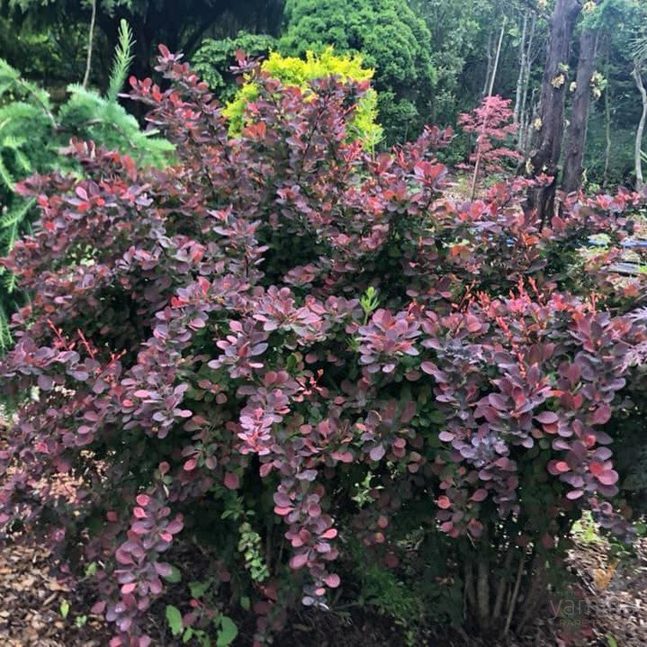 Berberis thunbergii Rose Glow 4