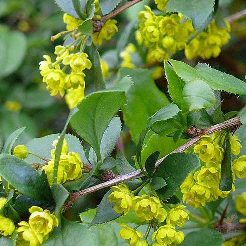 Berberis vulgaris