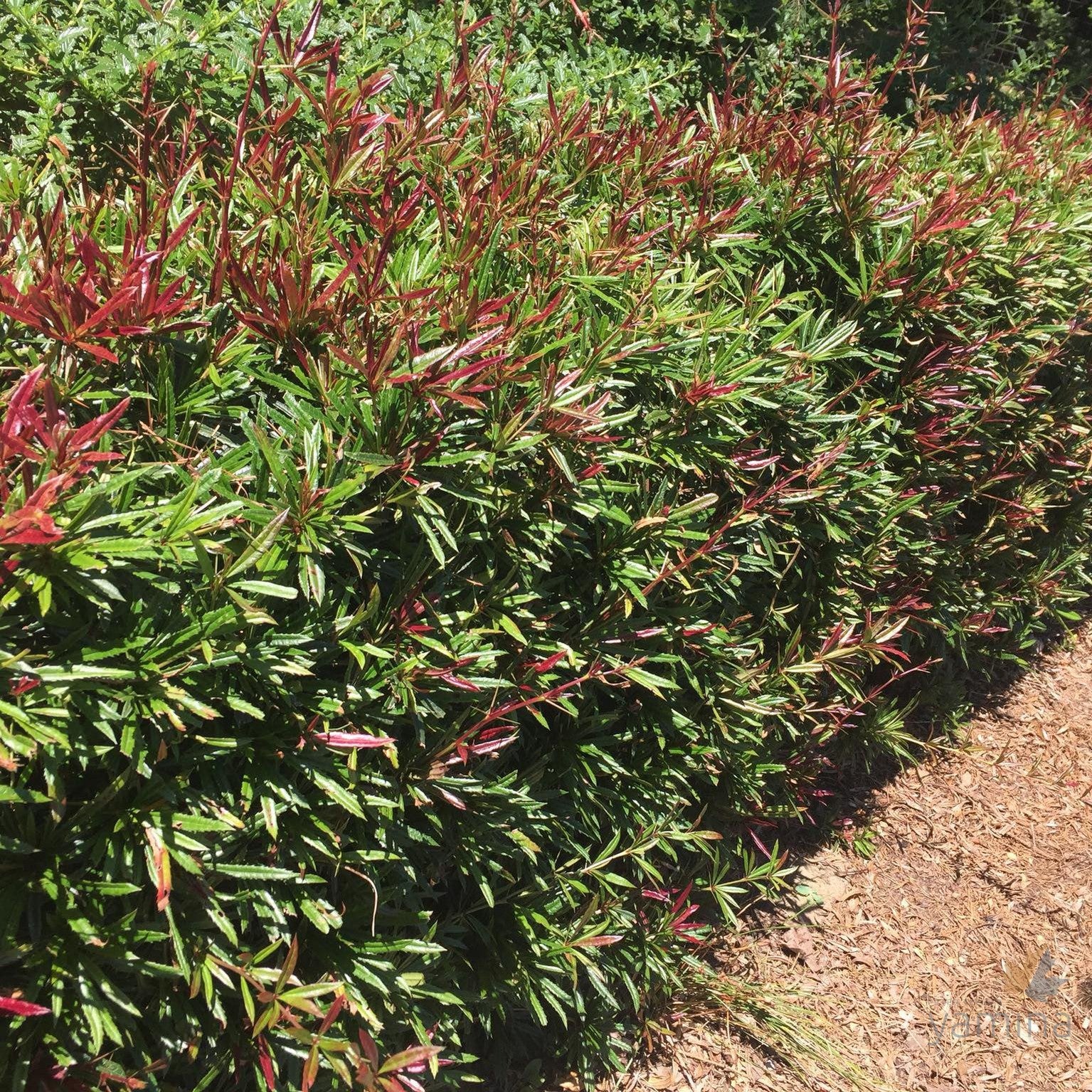 Berberis x julianae Spring Glory 3