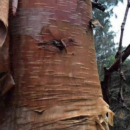 Betula albosinensis var septentrionalis 3