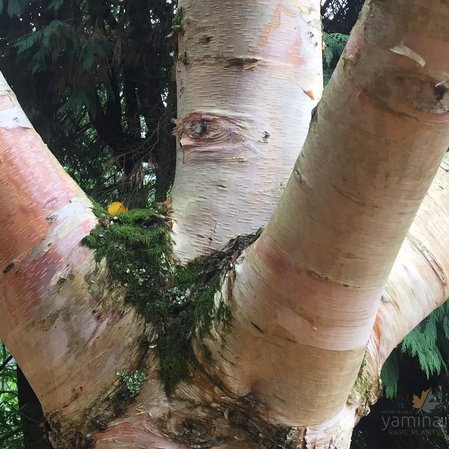 Betula albosinensis var septentrionalis 4