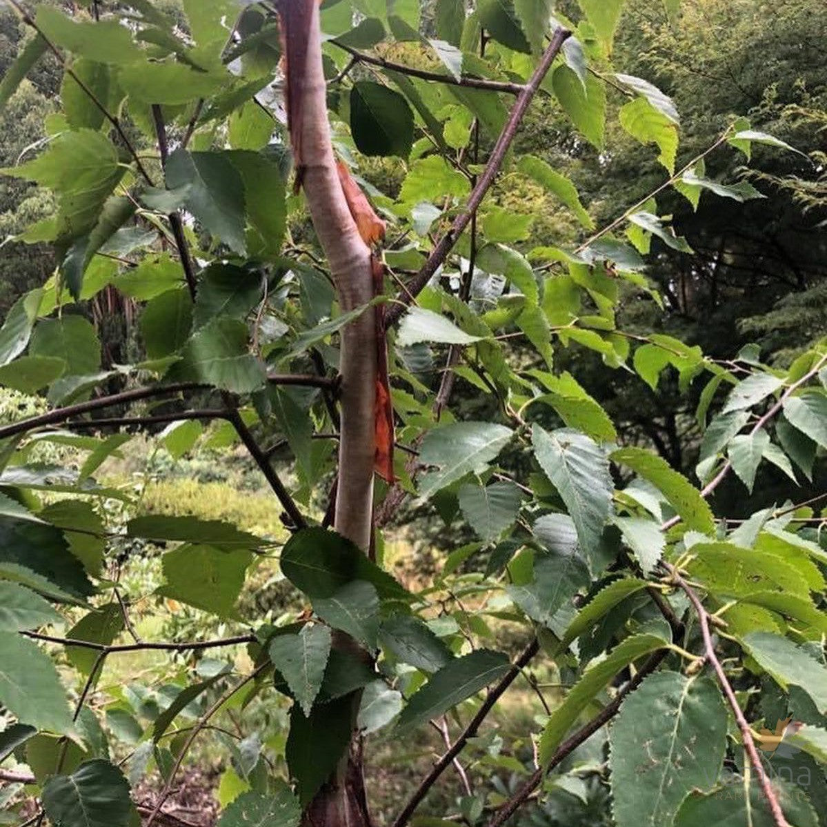Betula albosinensis var septentrionalis 5