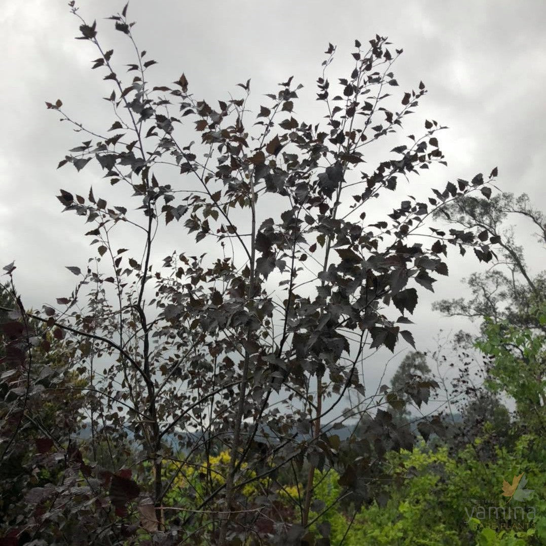 Betula pendula Purpurea (Purple leafed Birch) 1