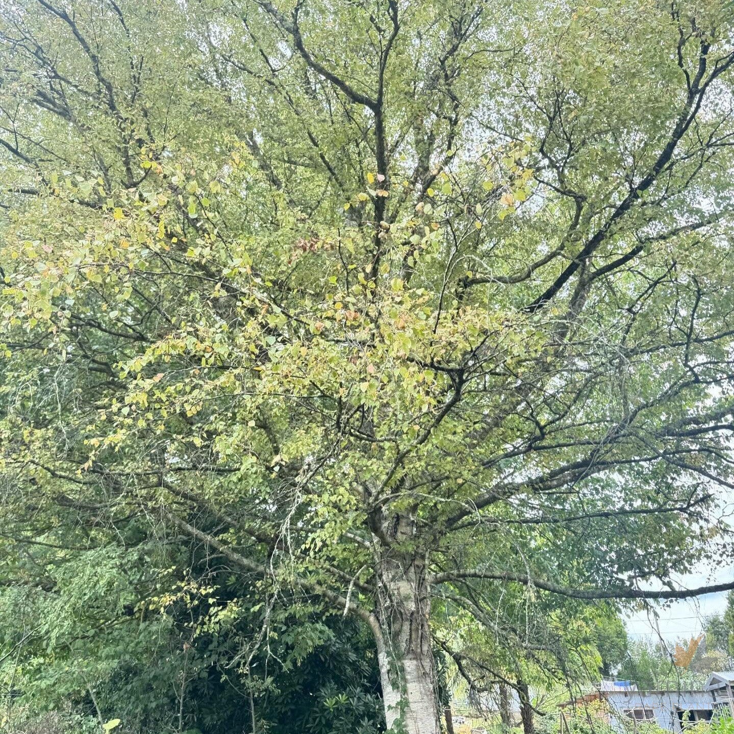 Betula pendula Wades Golden 3