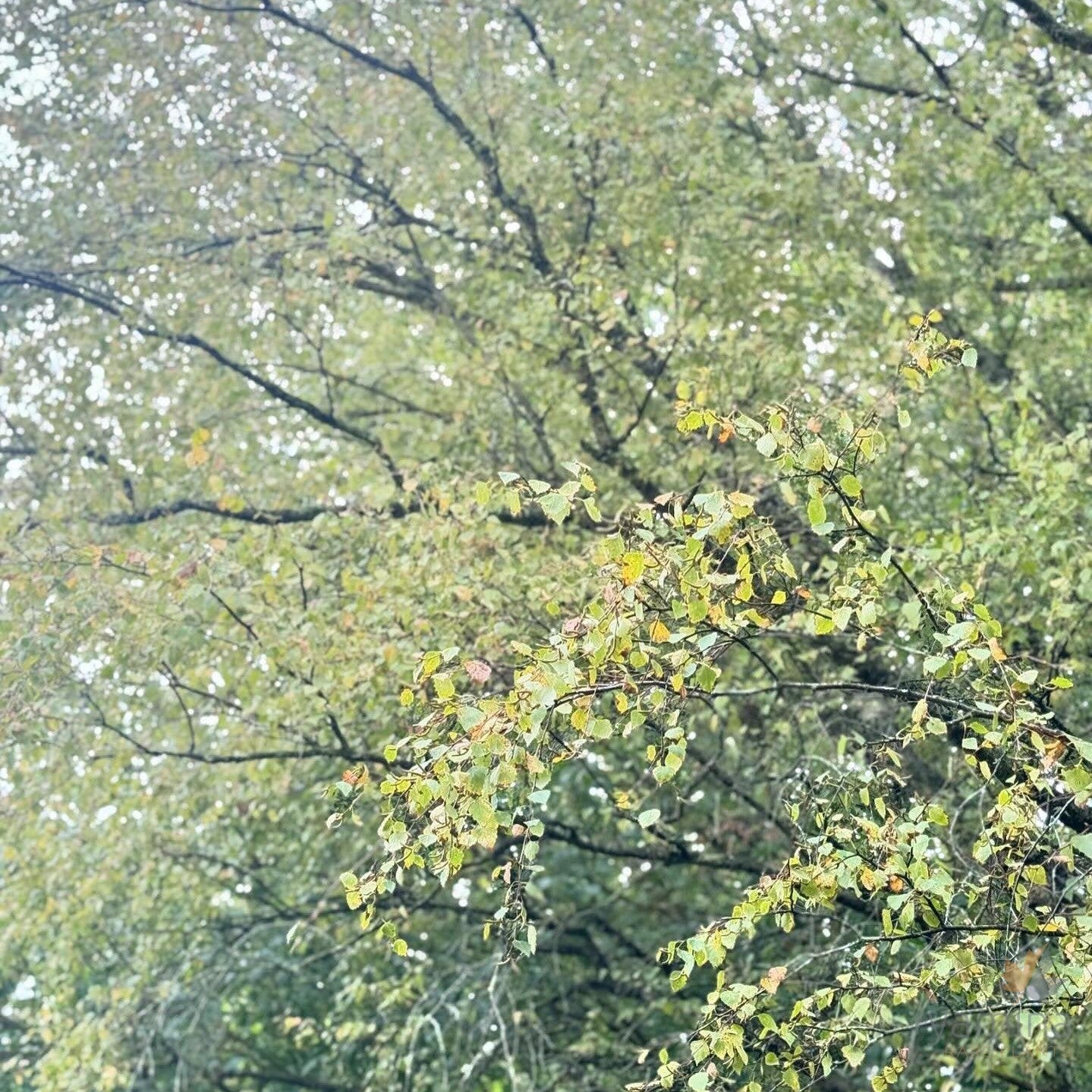 Betula pendula Wades Golden 4