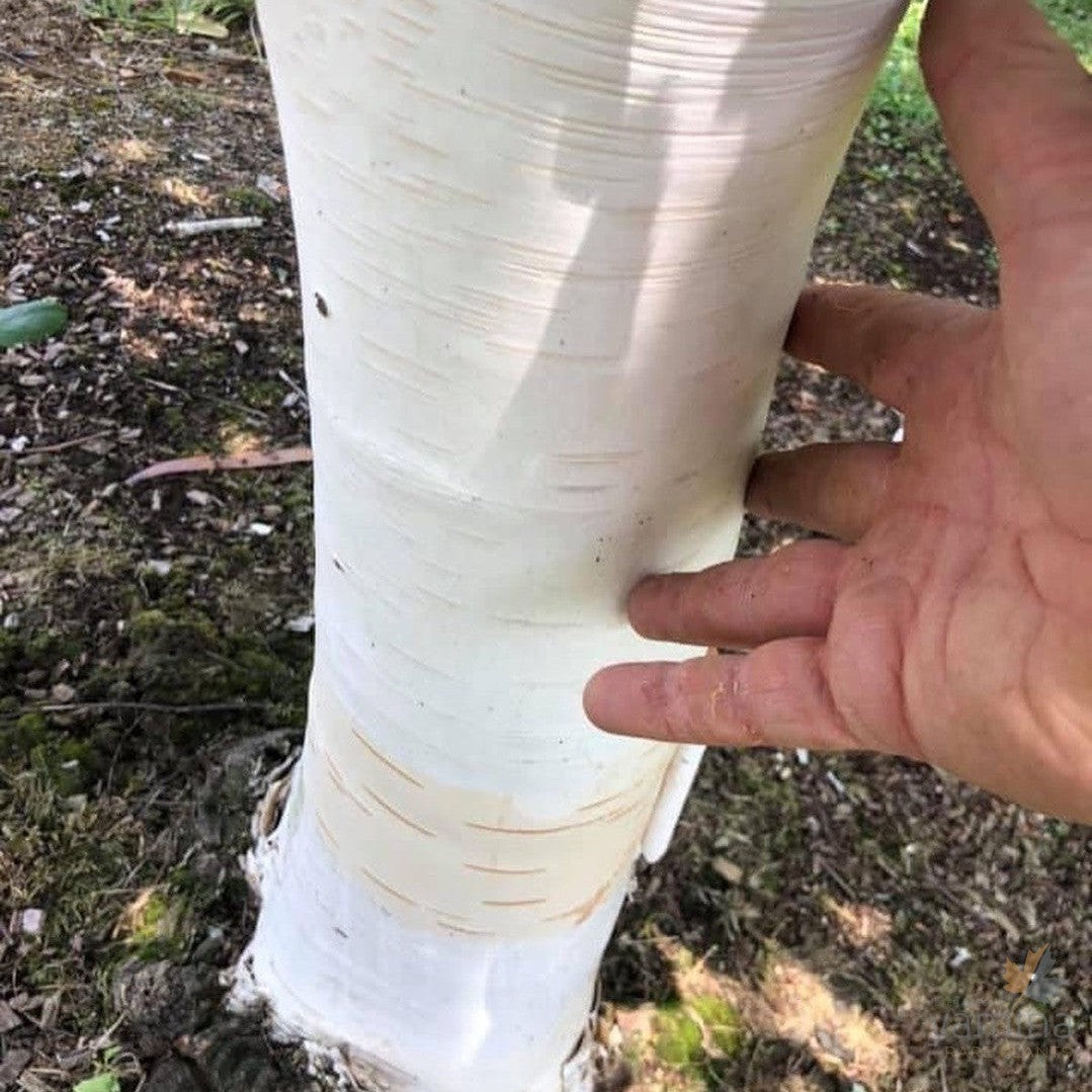 Betula utilis var jacquemontii Silver Shadow 1