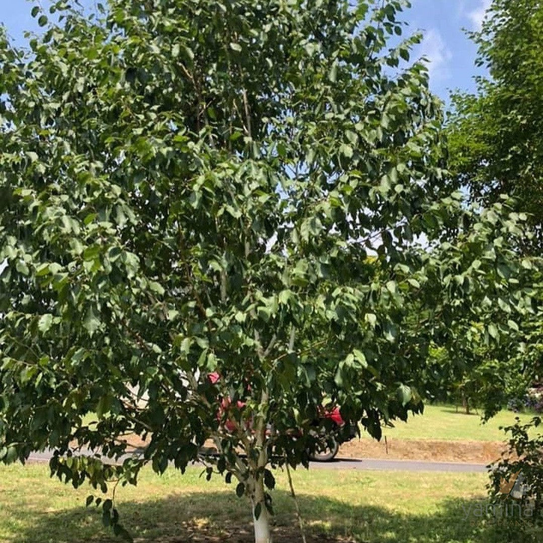 Betula utilis var jacquemontii Silver Shadow 2
