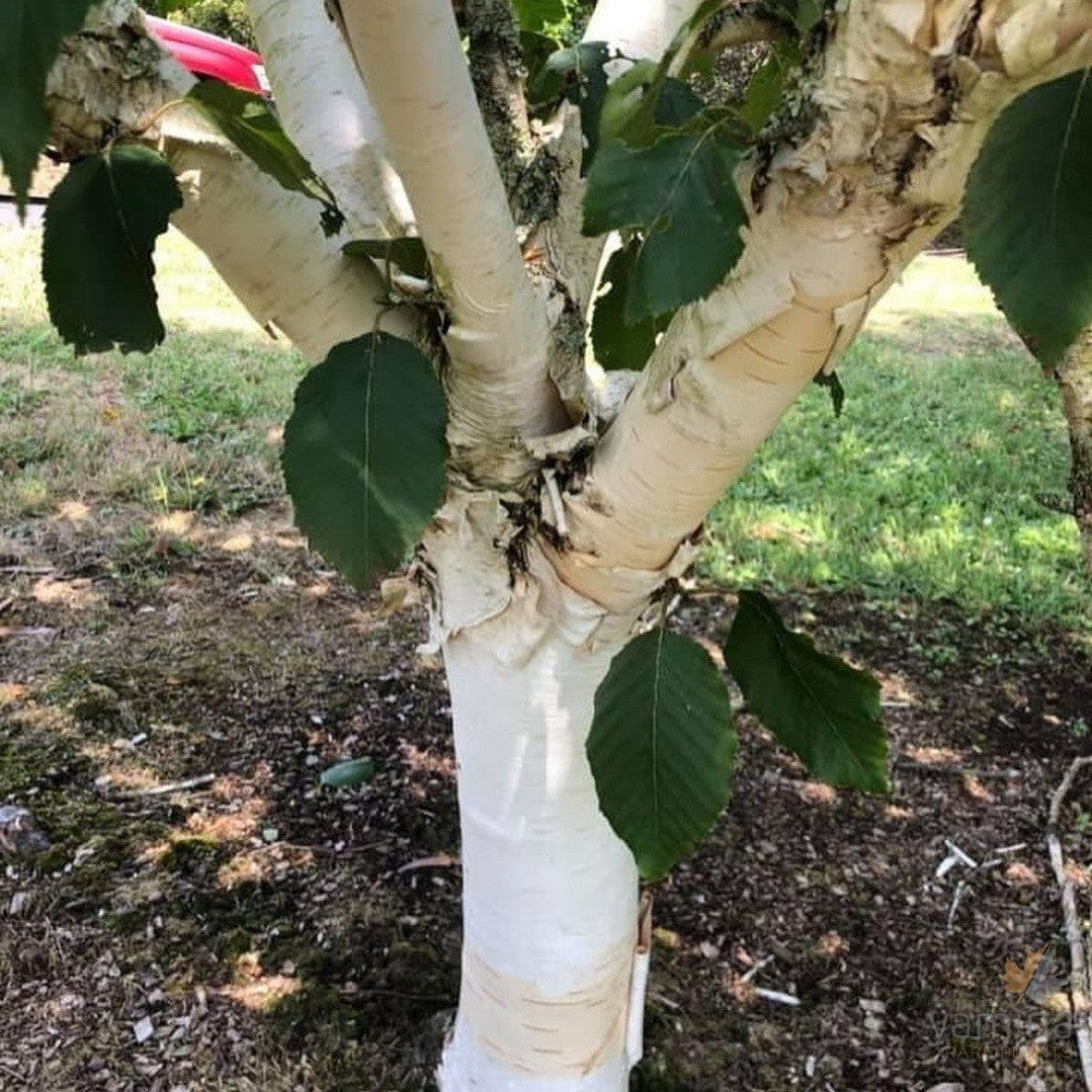 Betula utilis var jacquemontii Silver Shadow 3
