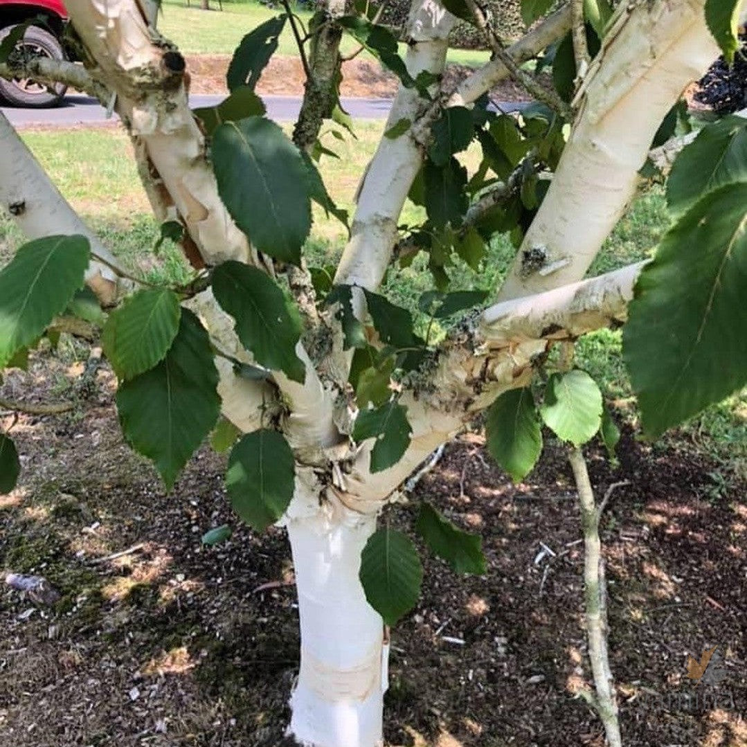 Betula utilis var jacquemontii Silver Shadow 4
