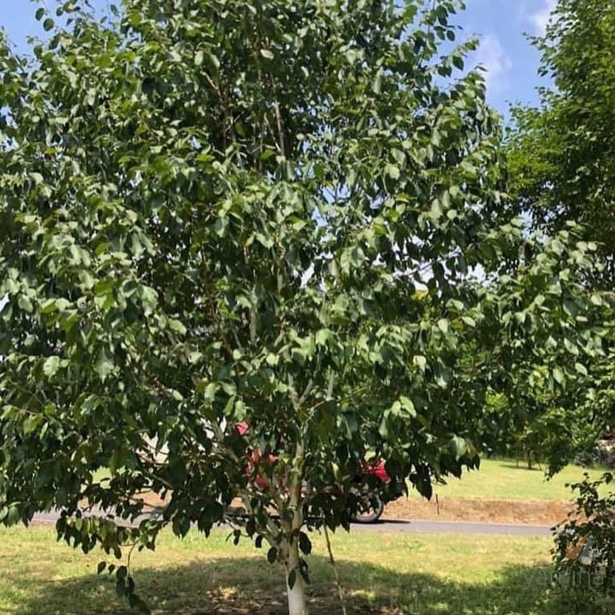 Betula utilis var jacquemontii Silver Shadow 5