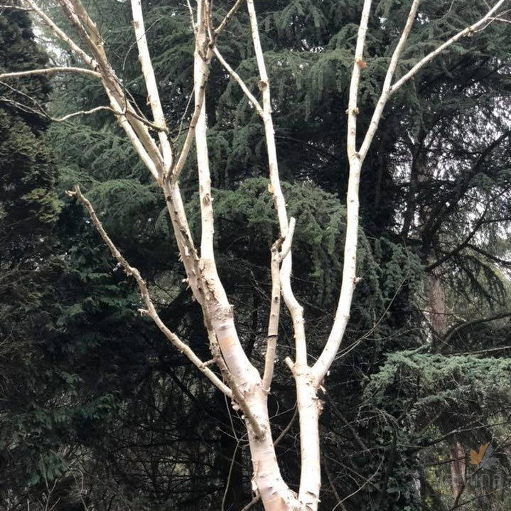 Betula utilis var jacquemontii Silver Shadow 6