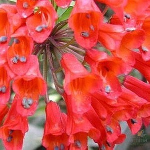 Bomarea red and green flowers 1