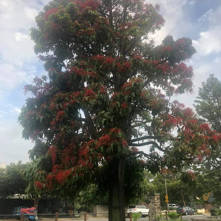 Brachychiton acerifolium (Illawarra Flame tree) (graft) 1