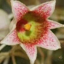 Brachychiton populneus