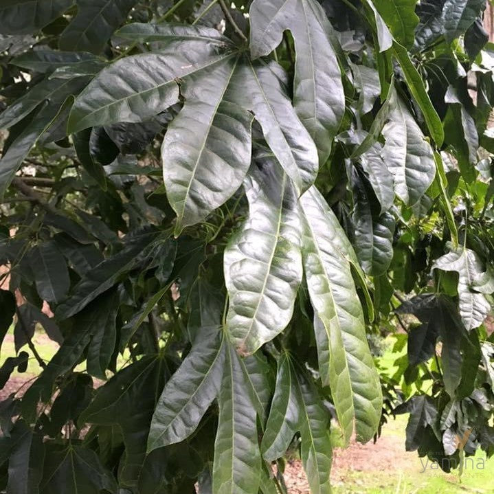 Brachychiton x Aceriflioum peter select