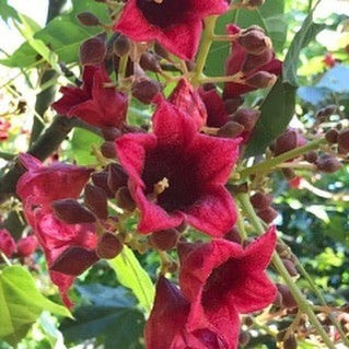 Brachychiton x Clara Belle (graft)-Yamina Rare Plants