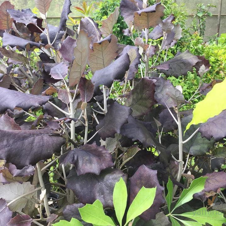 Brachyglottis repanda Purpurea 1